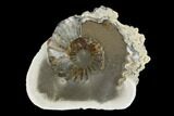 Cut Ammonite (Pleuroceras) Fossil Pair - Germany #125378-2